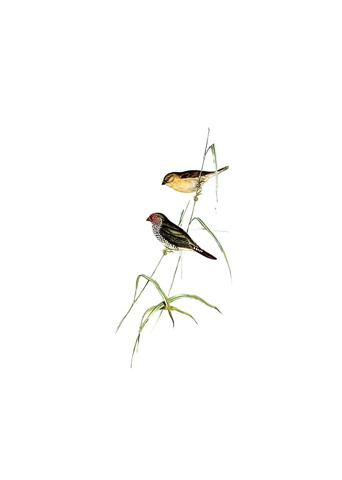 Red Tailed Finch Bird