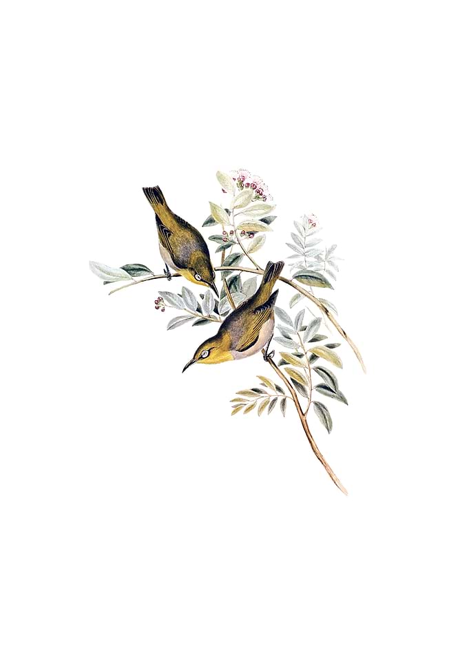 Robust White Eye Zosterops