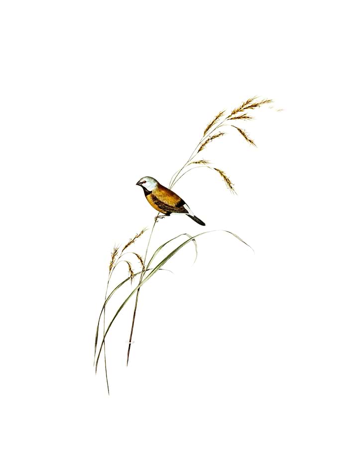 Banded Grass Finch Bird