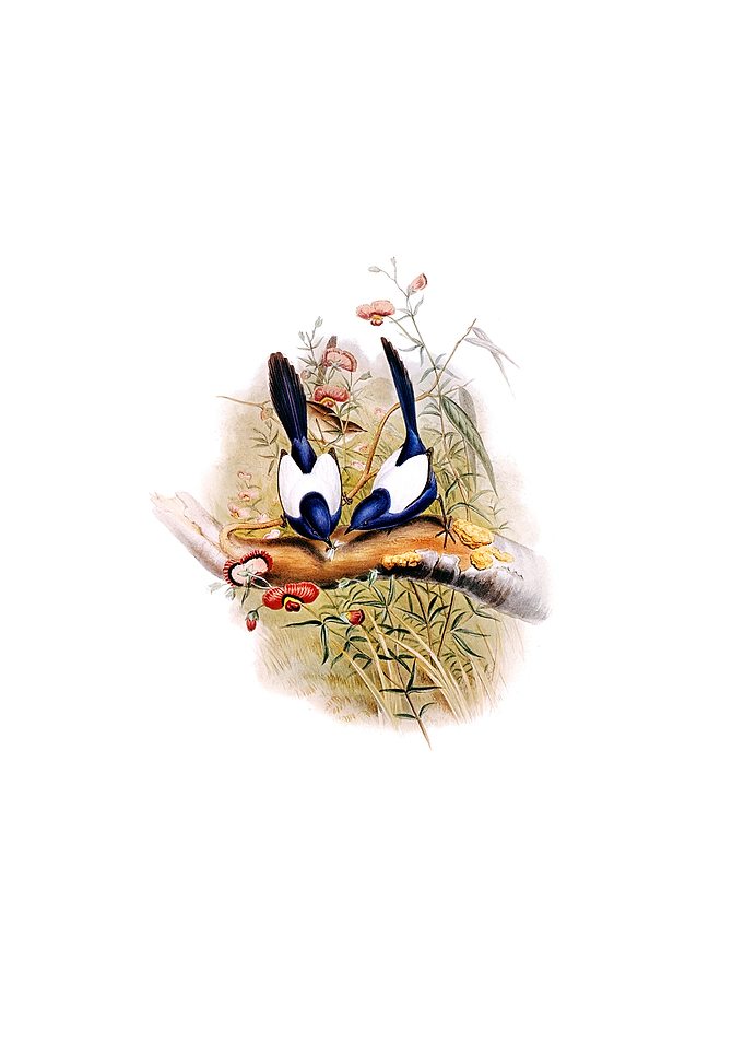White Back Superb Warbler