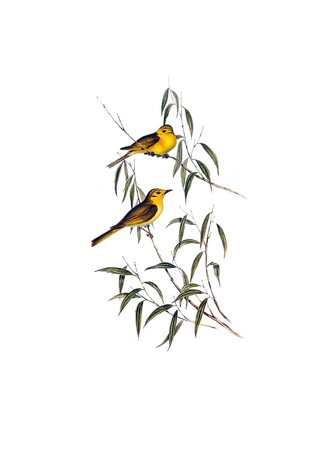 Yellow Tinted Honeyeater