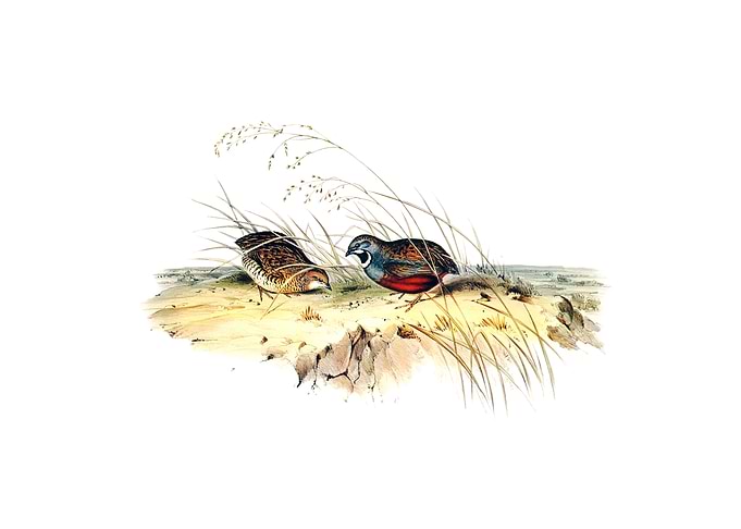 King Chinese Quail Bird