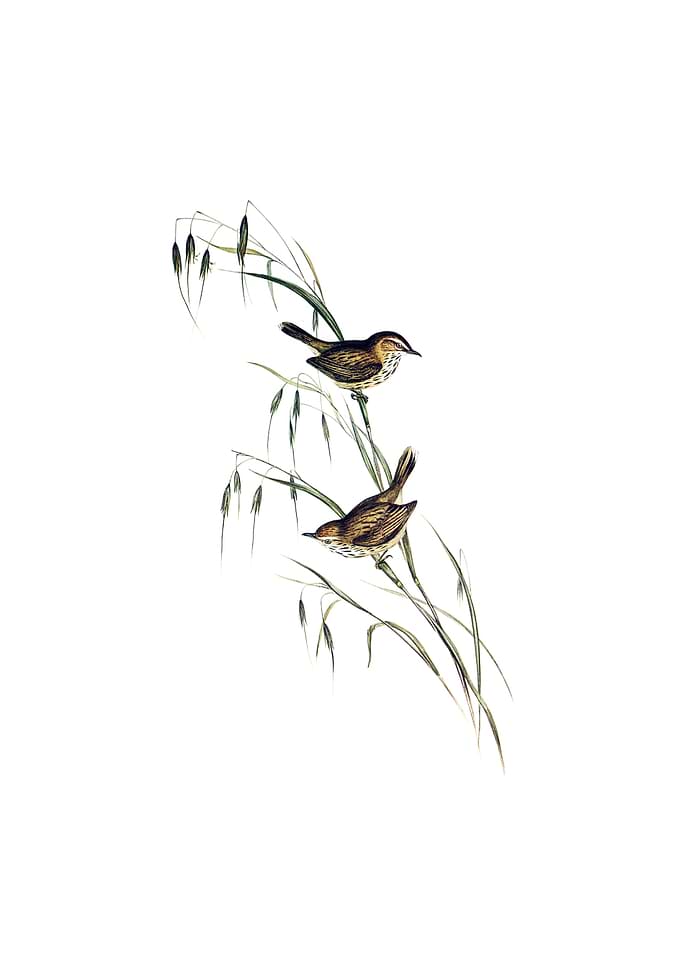 Field Reed Lark Bird