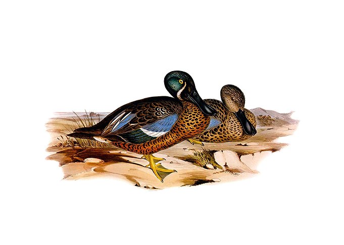Australian Shoveller Bird