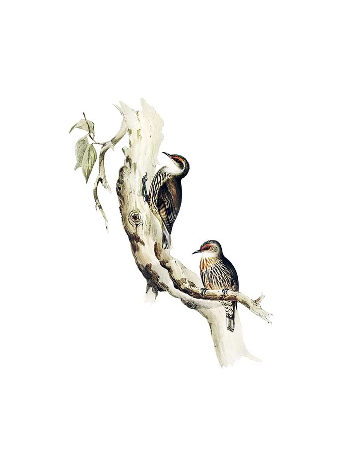 Red Eyebrowed Tree Creeper