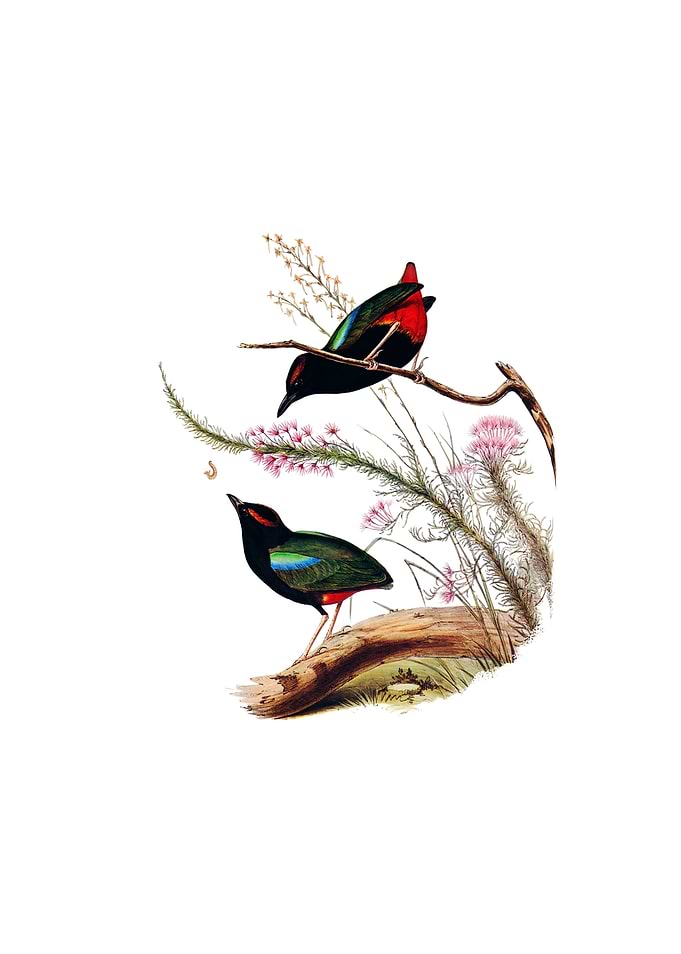 Vintage Rainbow Pitta Bird