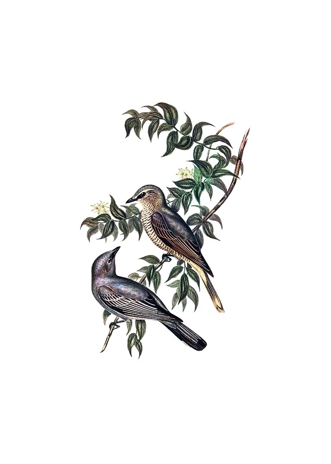 Jardines Cuckooshrike Bird