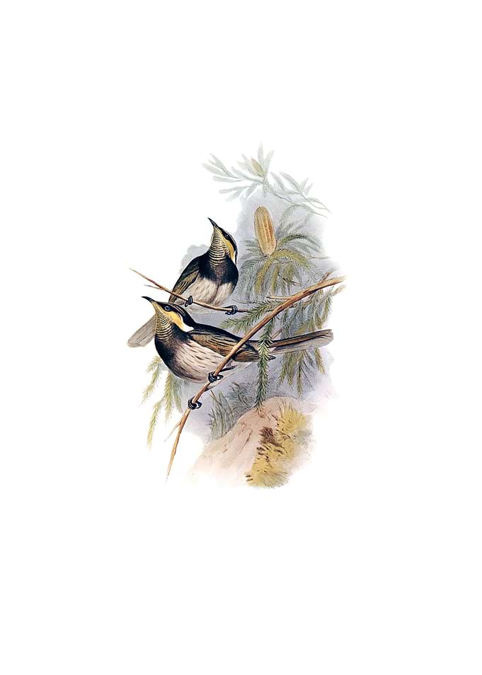 Fasciated Honeyeater Bird