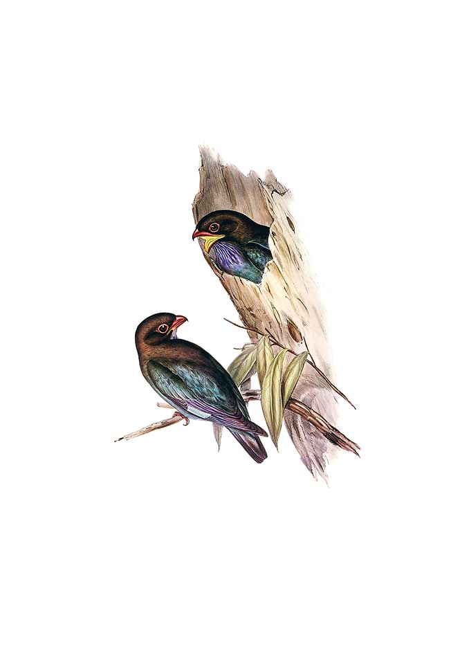 Australian Roller Bird