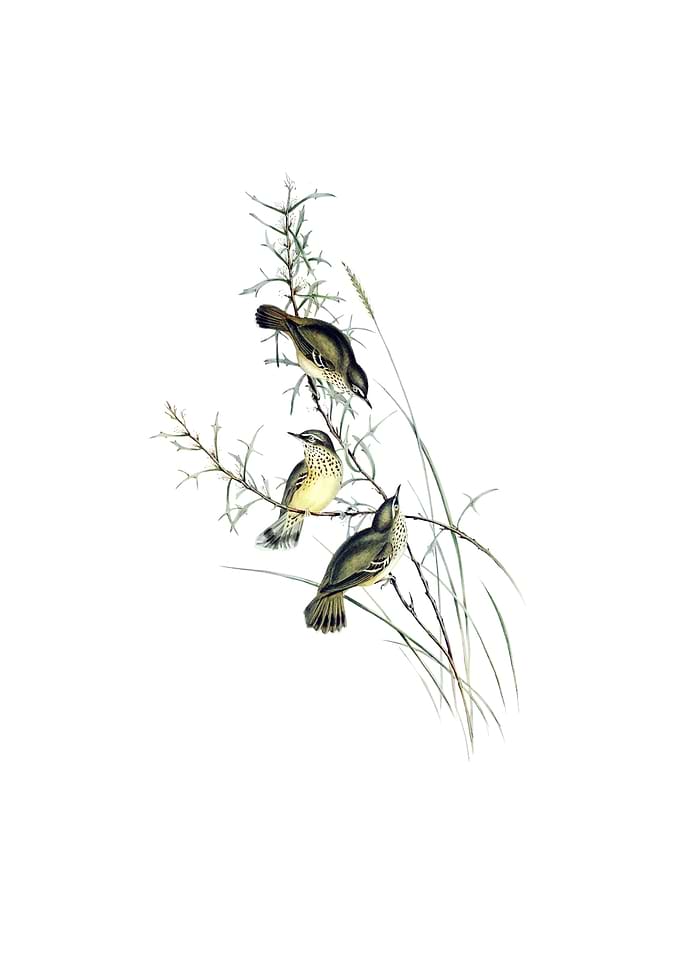 Spotted Scrubwren Bird