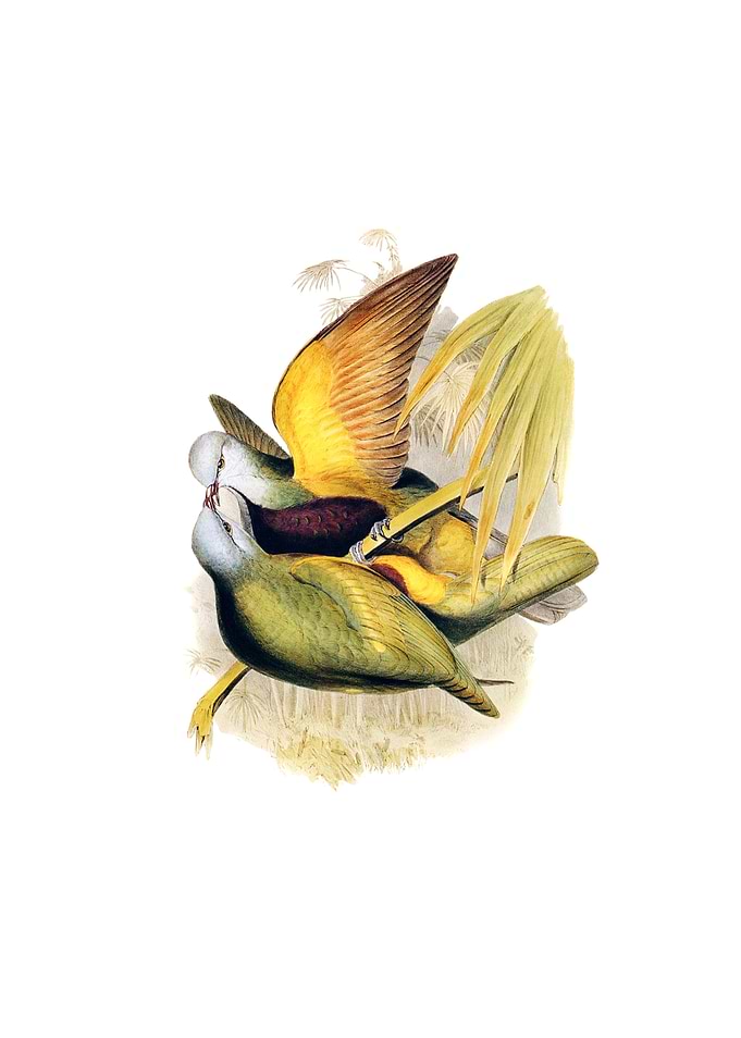 Allied Fruit Pigeon Bird