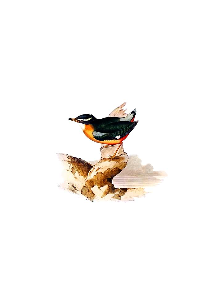 Two Stripe Banda Sea Pitta