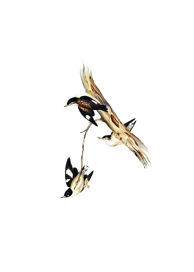 White Winged Sittella
