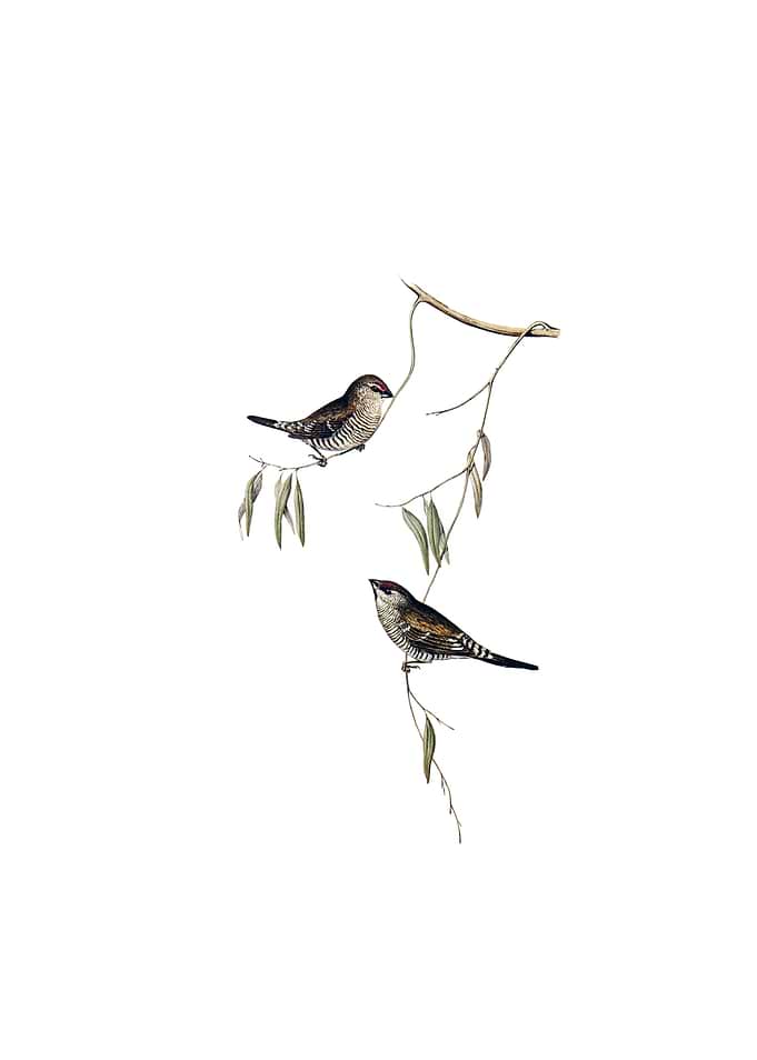 Plain Colored Finch Bird