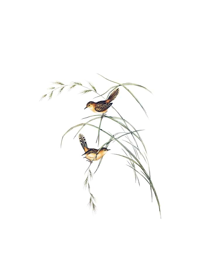 Vintage Exile Warbler Bird
