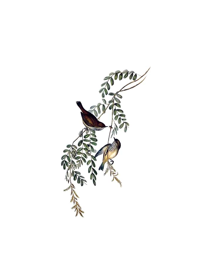 Tasmanian Brown Thornbill