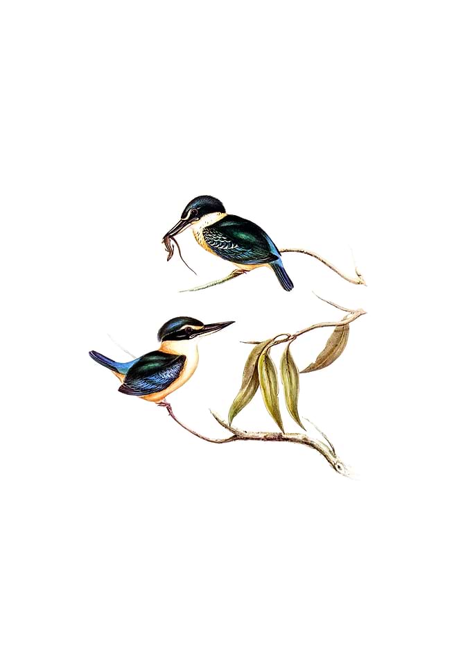 Sacred Halcyon Bird