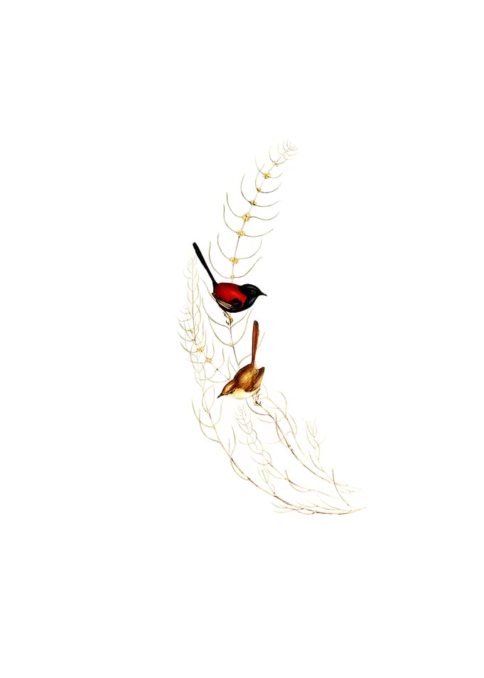 Vintage Browns Wren Bird