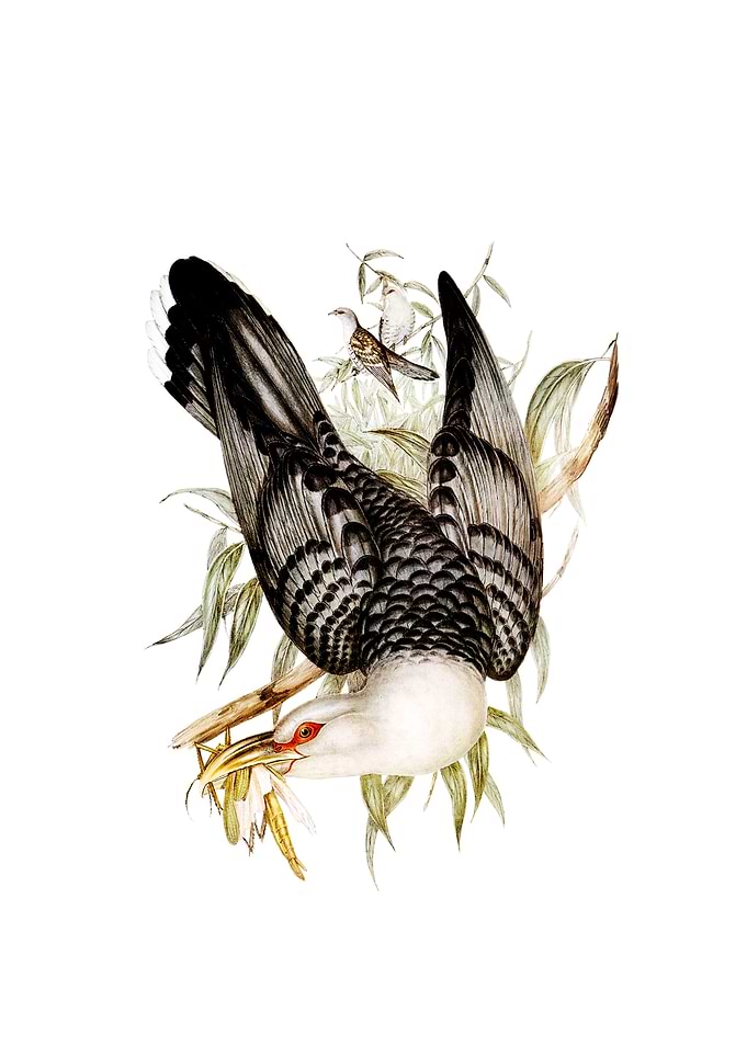 Channel Bill Cuckoo Bird