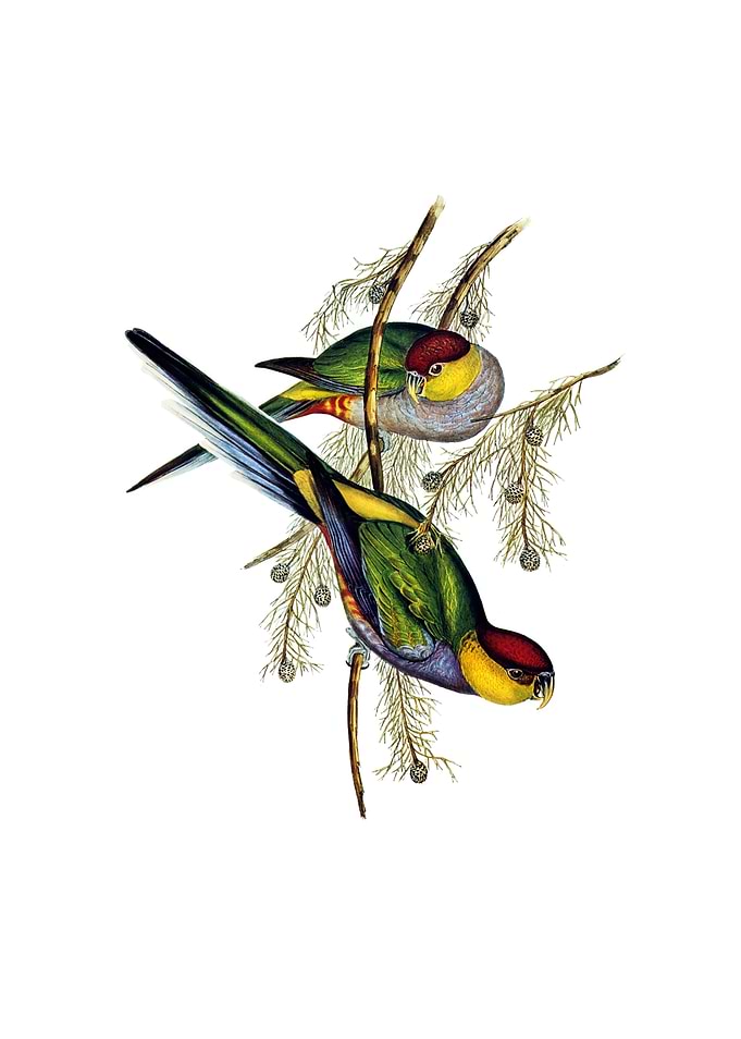 Red Capped Parakeet Bird