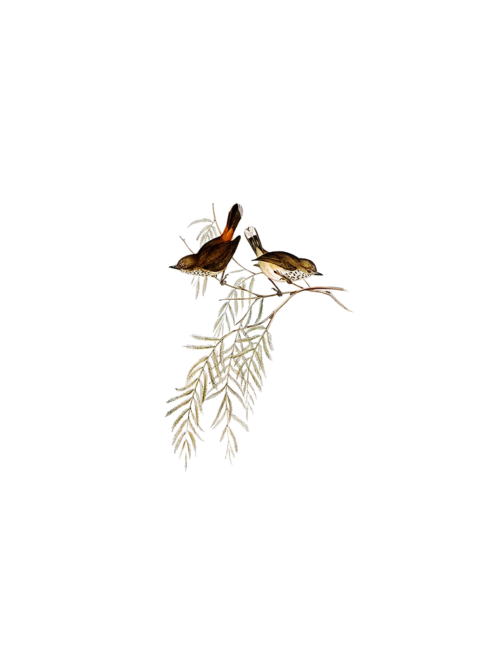 Red Rumped Thornbill Bird
