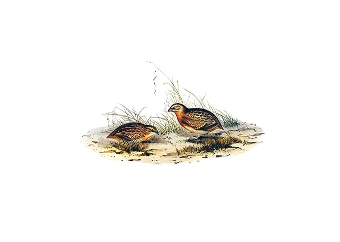 Red Chested Hemipode Bird