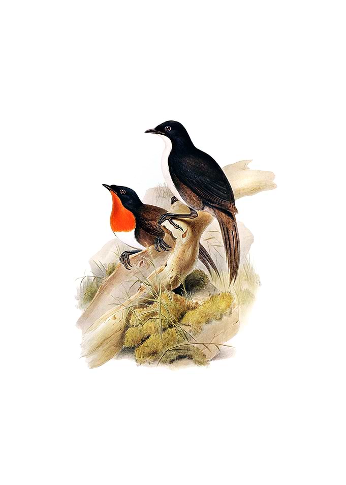Chowchilla Orthonyx Bird