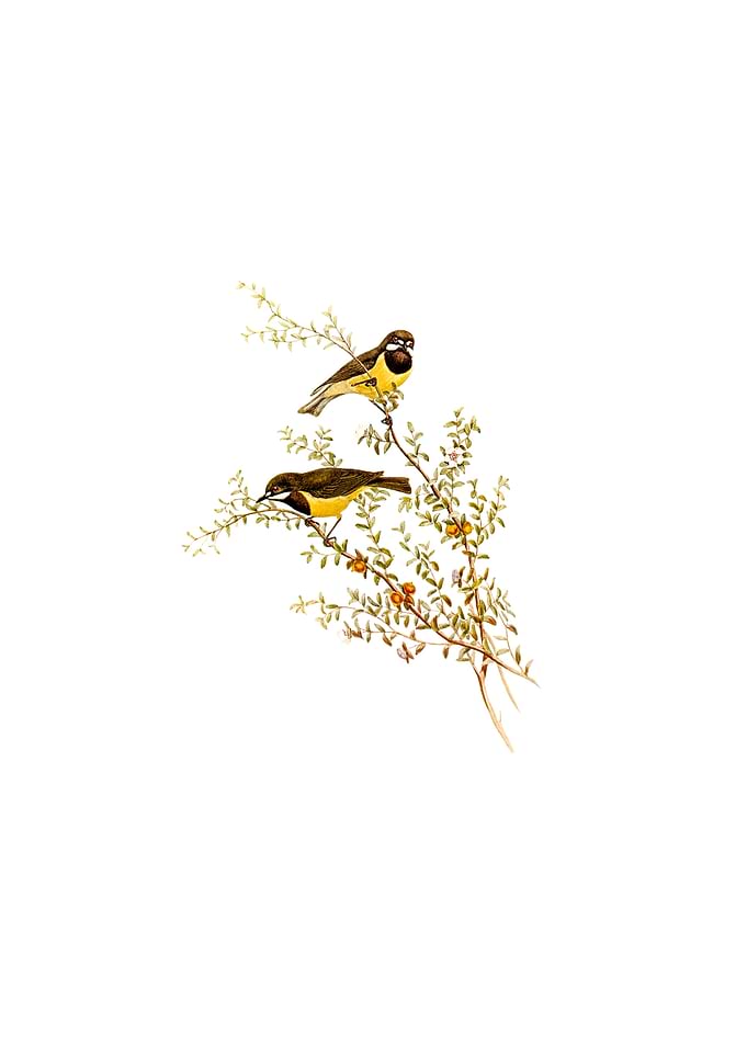Masked Gerygone Bird