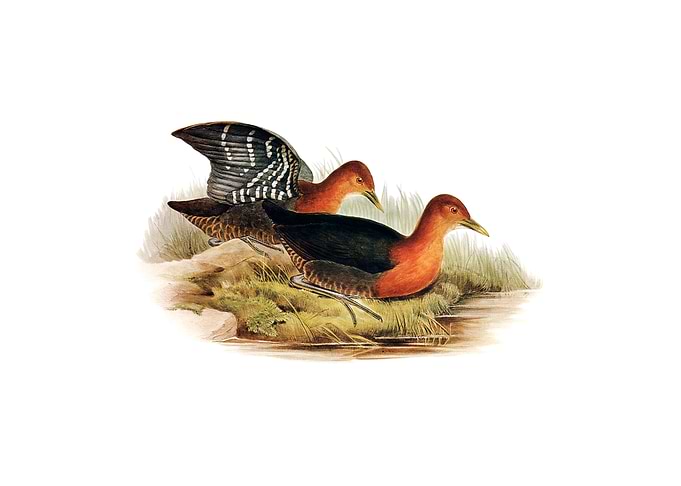 Red Necked Rail Bird