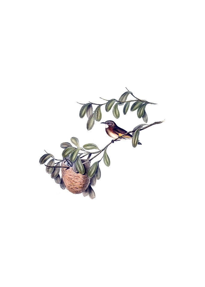 White Throated Honeyeater