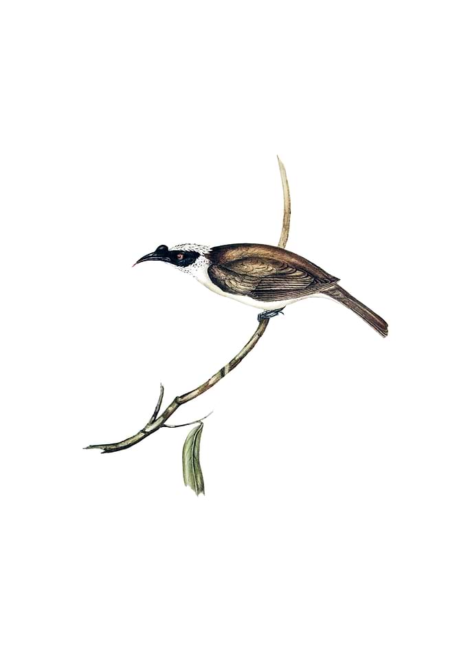 Silvery Crowned Friar Bird