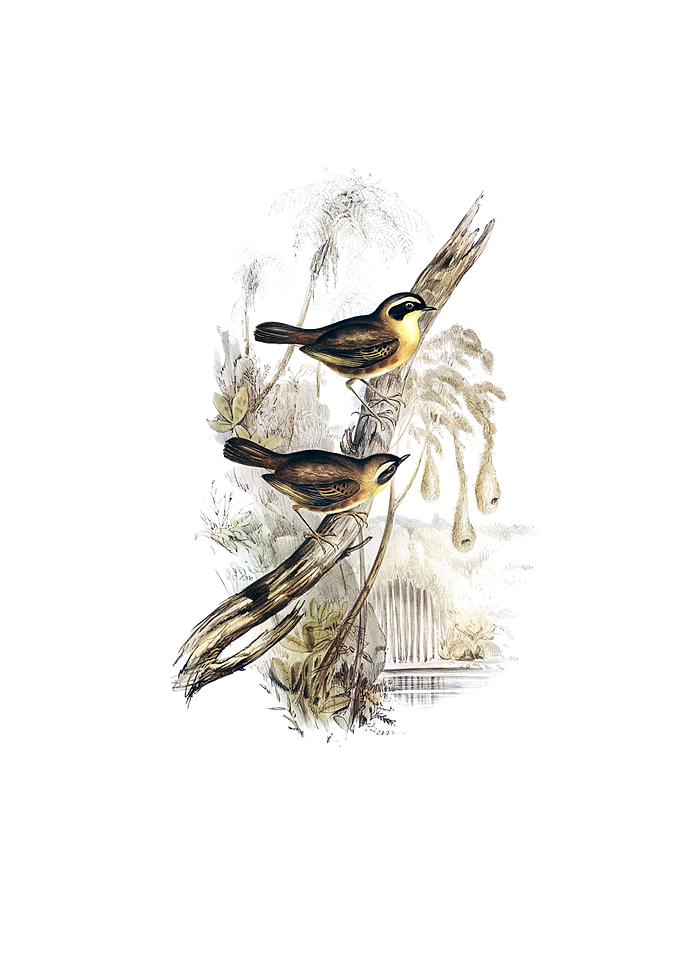 Yellow Throated Scrubwren