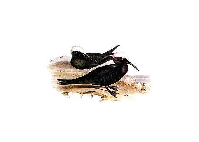 White Capped Tern Bird