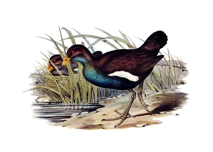 Tasmanian Nativehen Bird