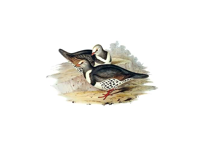 Wonga Wonga Pigeon Bird