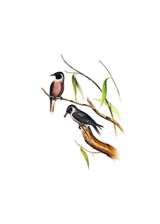 Masked Wood Swallow Bird
