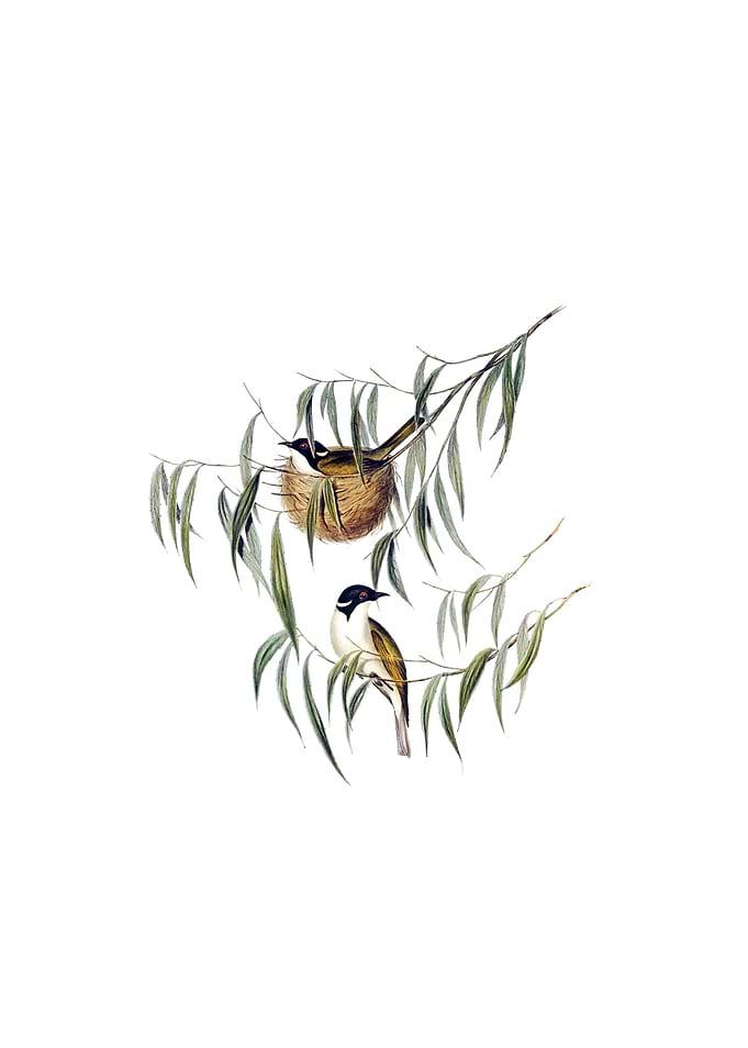 Lunulated Honeyeater Bird