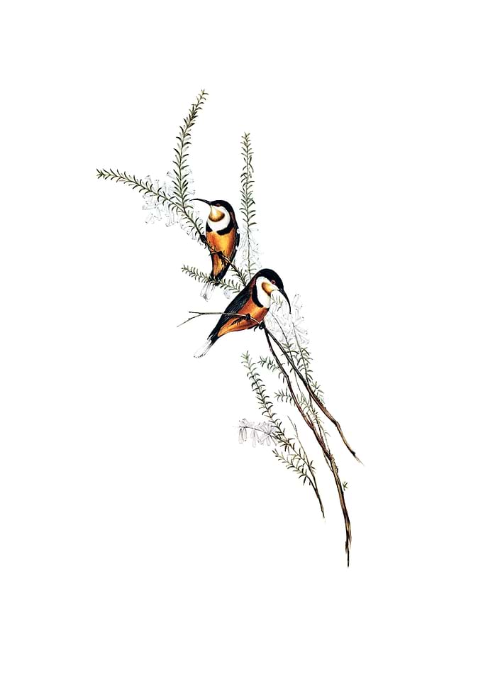 Slender Billed Spine Bill