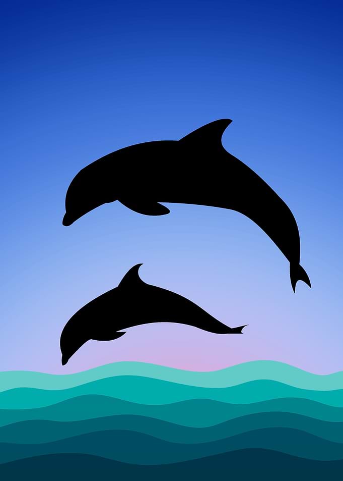 Negative Space Dolphin