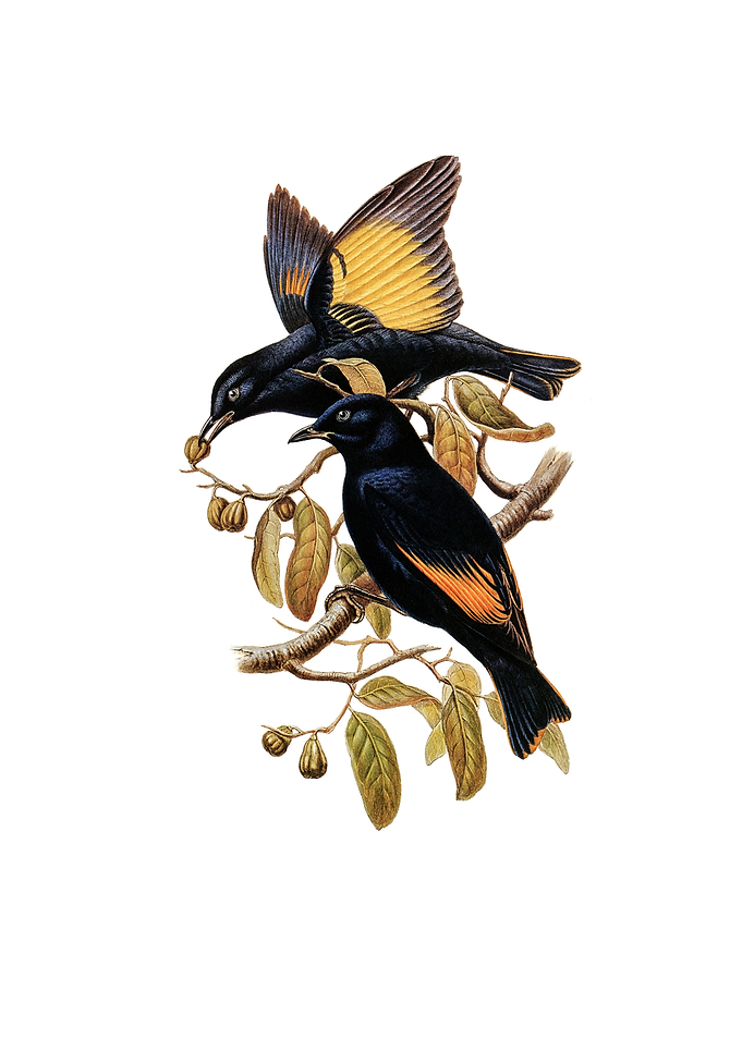 Rawnsleys Bowerbird Bird