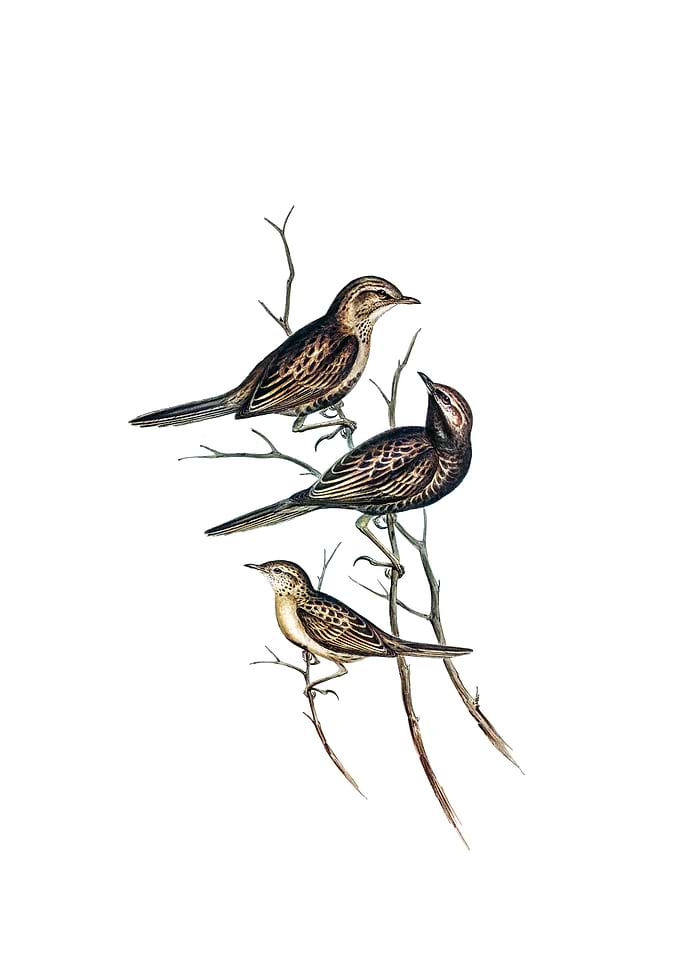 Lack Breast Songlark Bird