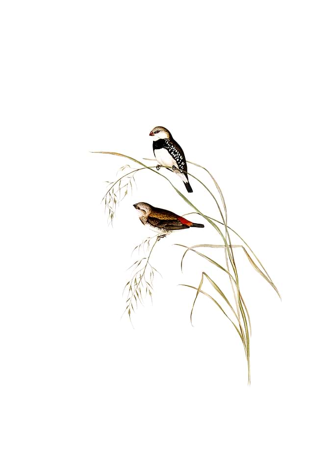 Spotted Sided Finch Bird