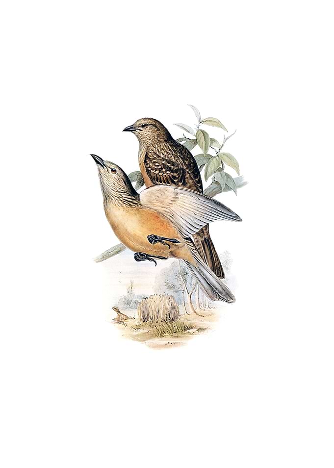 Fawn Breasted Bowerbird