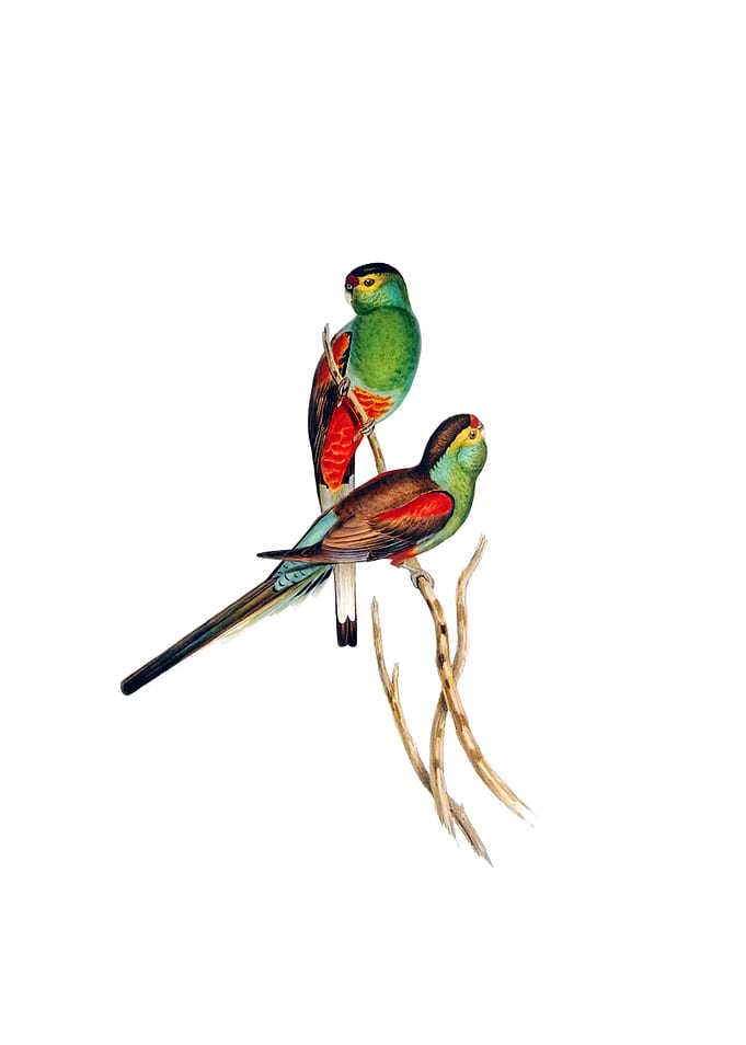 Beautiful Parakeet Bird
