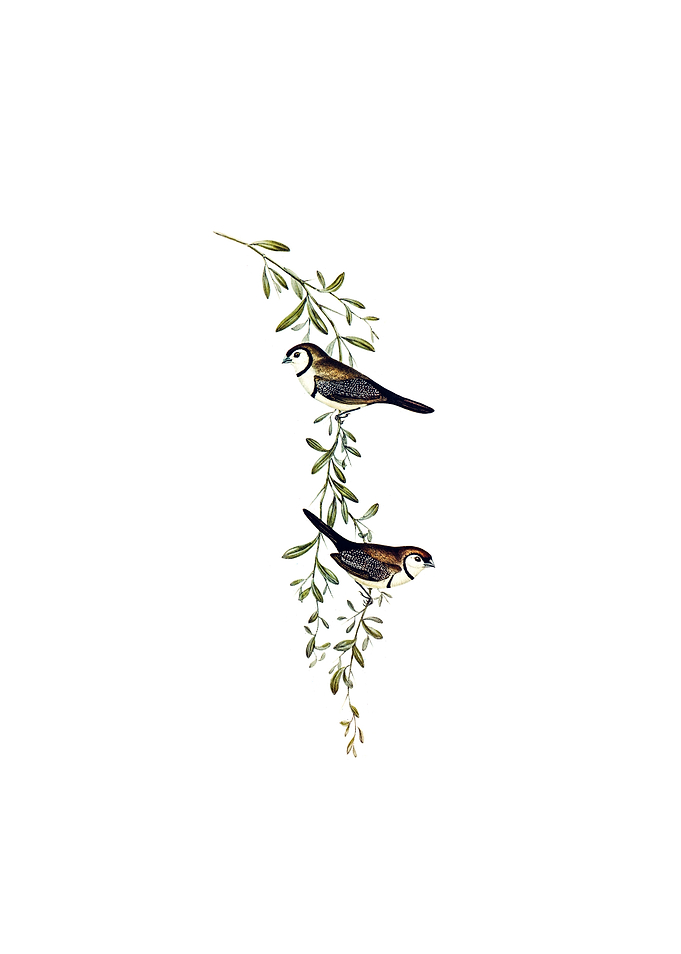 Black Rumped Finch Bird