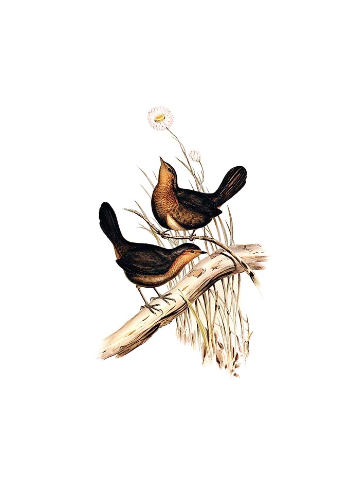 Downy Pilotbird Bird