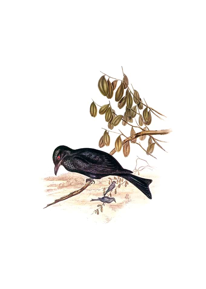 Spangled Drongo Bird