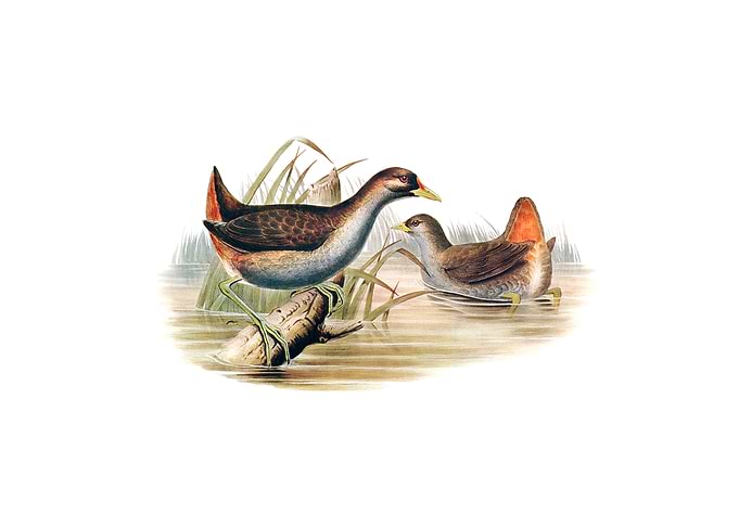 Rufous Vented Gallinule