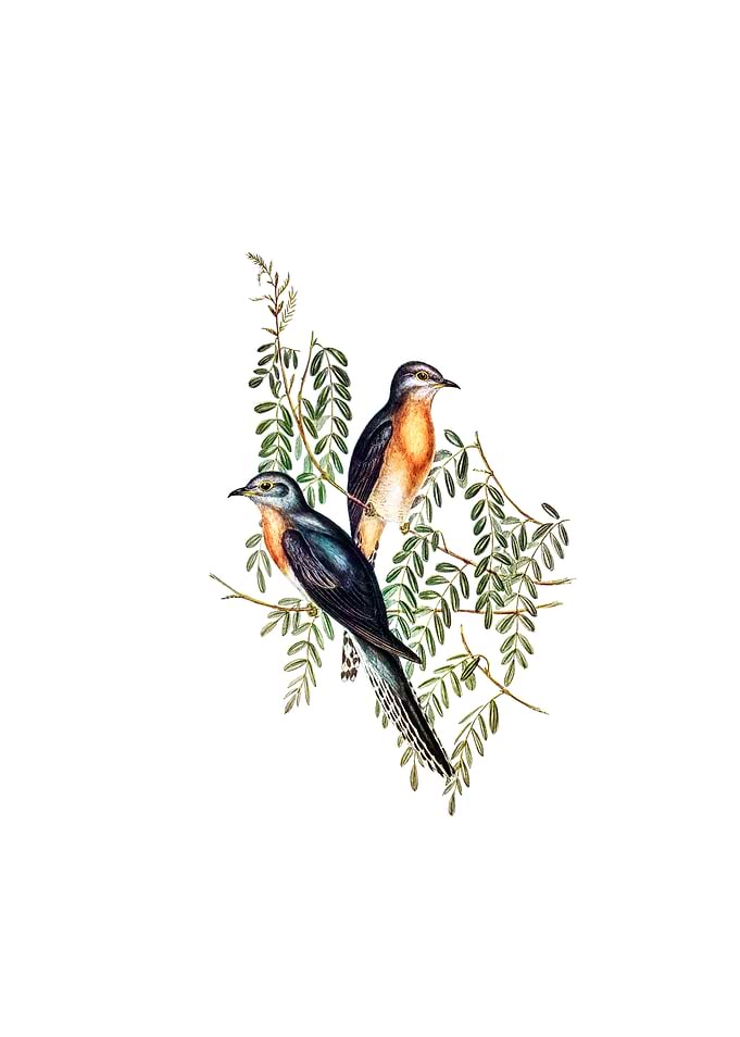 Ash Colored Cuckoo Bird
