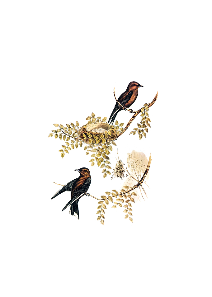Vintage Wood Swallow Bird